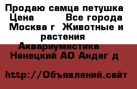 Продаю самца петушка › Цена ­ 700 - Все города, Москва г. Животные и растения » Аквариумистика   . Ненецкий АО,Андег д.